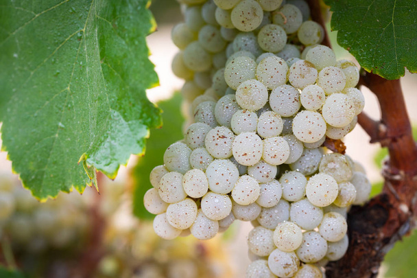 Viñedo con uvas de vino maduras y exuberantes en la vid listo para la cosecha
 - Foto, Imagen