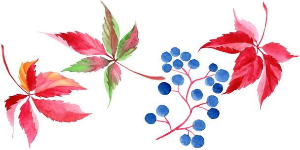 Watercolor red grapes leaves. Leaf plant botanical garden floral foliage. Isolated illustration element. Aquarelle leaf for background, texture, wrapper pattern, frame or border. - Foto, Imagem