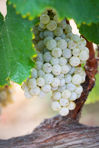 Viñedo con uvas de vino maduras y exuberantes en la vid listo para la cosecha
 - Foto, imagen