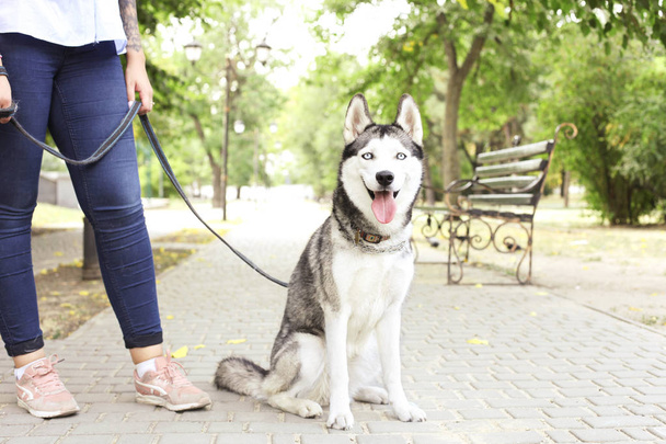 Young beautiful curvy woman walking her cute furry siberian husky dog on city streets. Female in blue jeans and white cotton blouse with funny pet sticking tongue out. Background, copy space, close up - Photo, image