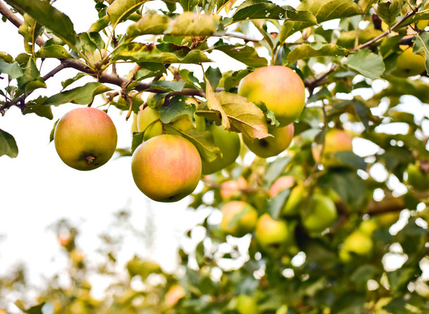 blushing apples on the apple tree branch - Fotoğraf, Görsel