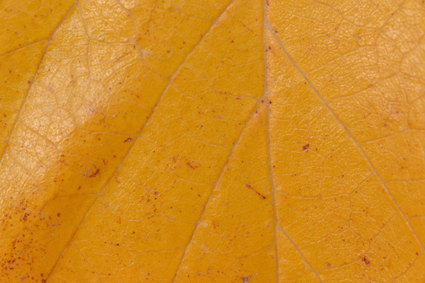 natural autumnal background: close up of dry yellow leaf - 写真・画像