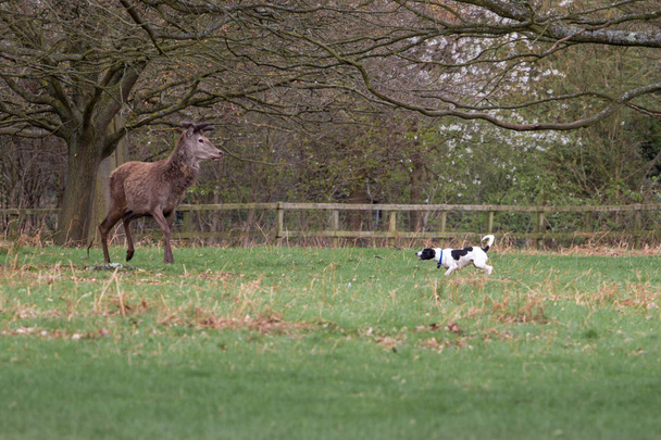 Cerf rouge à Richmond Park, Londres harcelé par un chien agressif. Les propriétaires sont avertis de garder leurs chiens sur les pistes pour éviter une telle confrontation
. - Photo, image