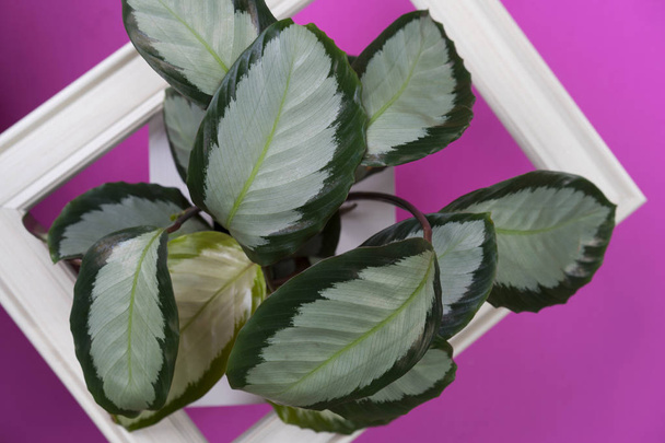 Creative layout made with calathea colorful green and white leaf and white frame on pink background. Calathea Maranta, Red Prayer plant. Tropical foliage. - Zdjęcie, obraz
