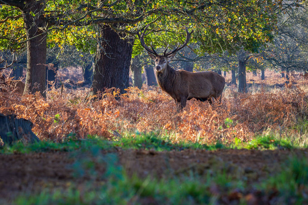 Червоний олень (олень Elaphus) стоїть та оповіщення в Річмонд парку, в Лондоні Sw. - Фото, зображення