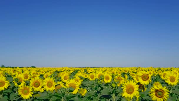 Grote veld met zonnebloemen. Achtergrond met landbouwgewassen voor titel - Video