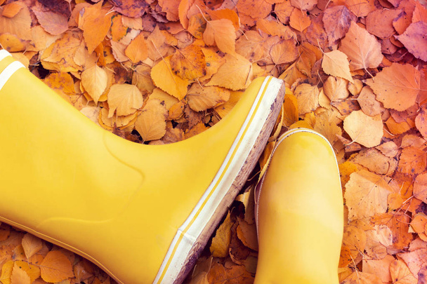 Autumn still life of yellow rubber boots that lie on the yellow birch leaves - Photo, Image