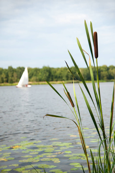 Typha angustifolia στο νερό σε μια λίμνη με βάρκα στο παρασκήνιο - Φωτογραφία, εικόνα