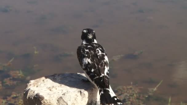 A pied kingfisher just cought a baby fish - Footage, Video