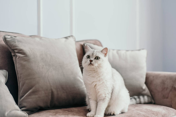 gyönyörű fehér szürke macska a cauch, a klasszikus francia lakberendezés az ablak mellett. Őszi hétvégén hangulatos és hygge fogalma - Fotó, kép
