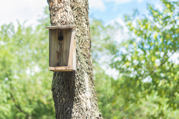 Birdhouse on a tree in a birch grove - Photo, Image