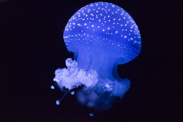 The blue white-dotted jellyfish - Фото, изображение
