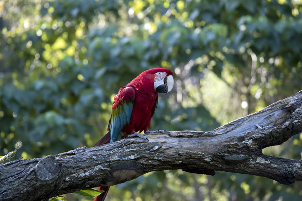 Bu bir kırmızı bir Amerika papağanı yan görünümüdür - Fotoğraf, Görsel
