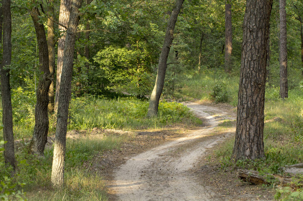 Uma estrada de terra na floresta decídua da primavera. topo viev
 - Foto, Imagem