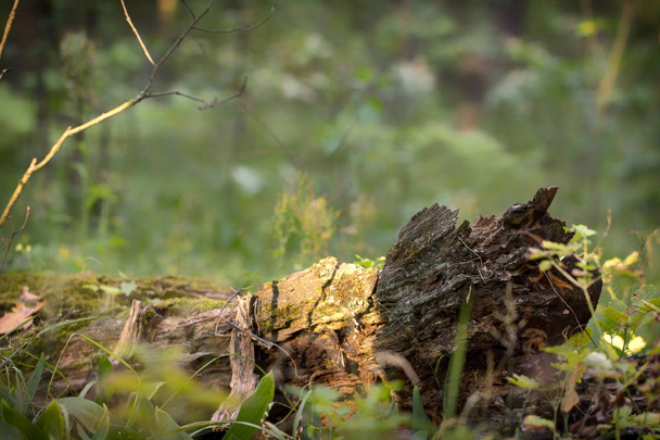 A fallen rotten tree in the forest. Summer trees and foliage. - Foto, Bild