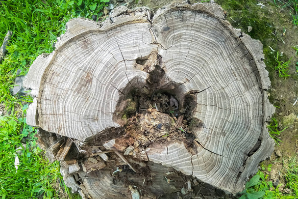 ein Baum, der unten am Stamm gefällt wurde, von oben gesehen - Foto, Bild
