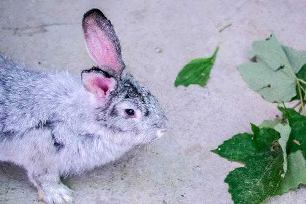 домашня тварина сірий кролик великого розміру гризунів сільське господарство для дизайну фонових шпалер
 - Фото, зображення