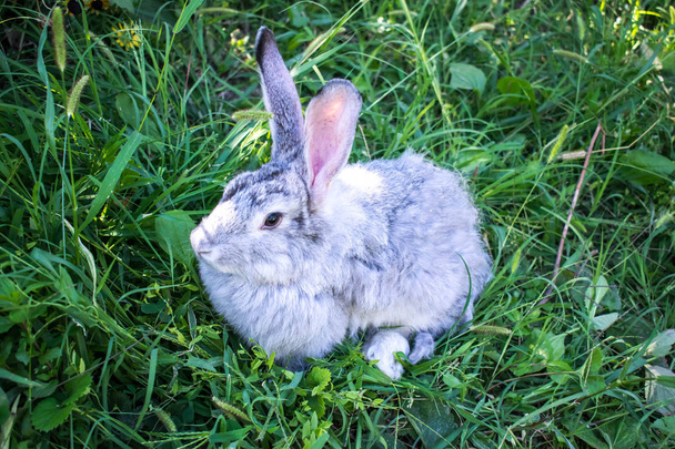 Haustier grau Kaninchen große Größe Nagetier Landwirtschaft für Design Hintergrund Hintergrund Tapete - Foto, Bild