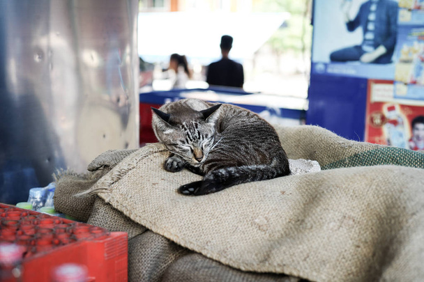 Portret śpi kot w worku na rynku - Zdjęcie, obraz