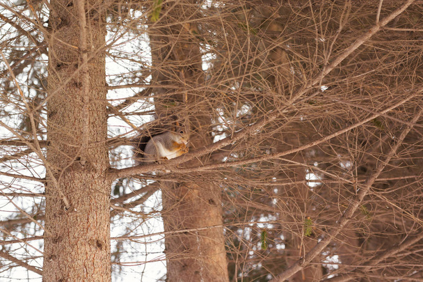 eekhoorn op een boom in winter park - Foto, afbeelding