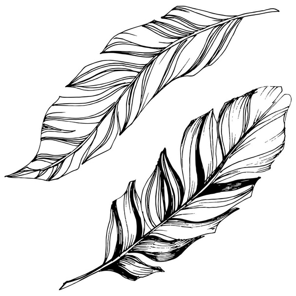 Vector bird feather from wing isolated. Isolated illustration element. Vector feather for background, texture, wrapper pattern, frame or border. - Vektor, Bild