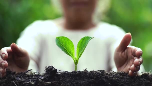 twee handen groeien van een jonge, groene plant - Video