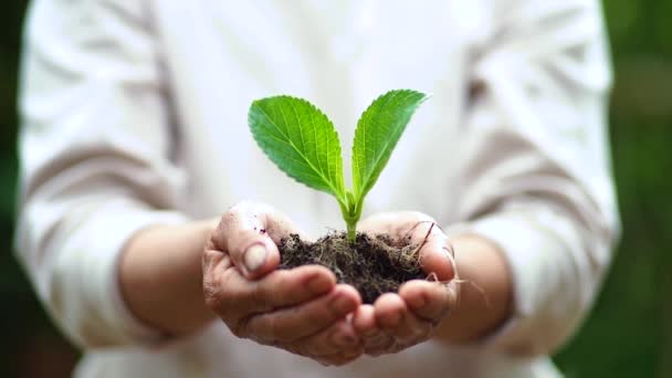 Dos manos cultivando una planta verde joven
 - Imágenes, Vídeo