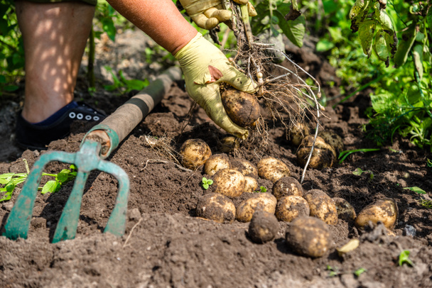 Fresh organic potato harvest on field. Farmer digging potatoes from the ground. - Foto, Imagem
