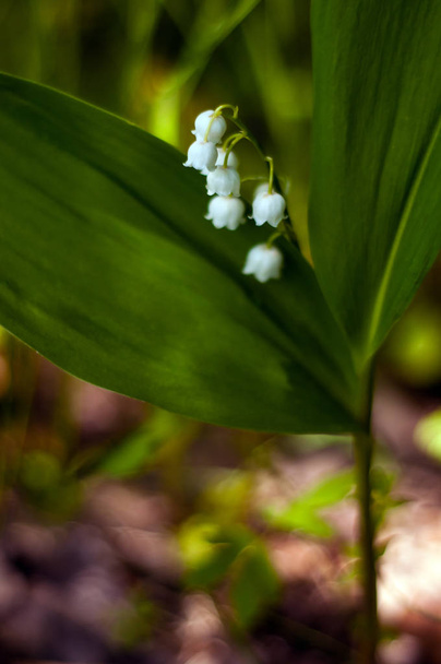 Цветок долины (Convallria) в весеннем лесу. Прекрасная майская лилия цветет в саду
. - Фото, изображение