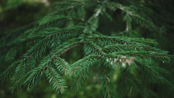 Bright branch of pine needles in summer forest. Fluffy pine tree branch - Footage, Video