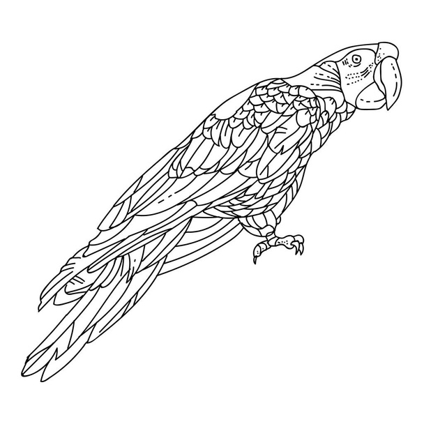 Parrot Ara colorful tropical bird stock vector illustration for coloring book page - Vektör, Görsel