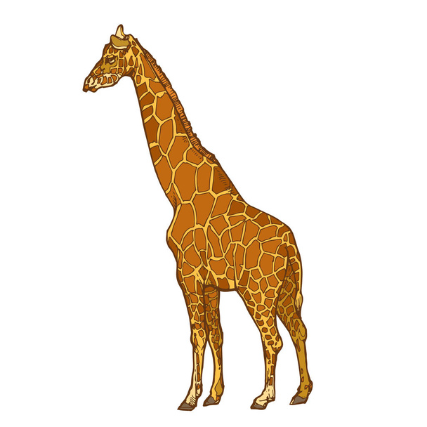 Zürafa çizilmiş hisse senedi vektör illüstrasyon izole beyaz arka plan üzerinde el - Vektör, Görsel
