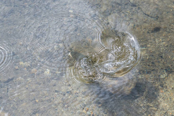Риб годують біля озера, Австрія - Фото, зображення