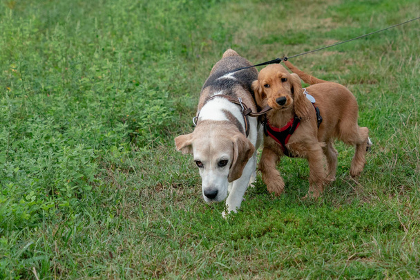 chiot chien cocker épagneul courir sur herbe verte avec vieux chien
 - Photo, image