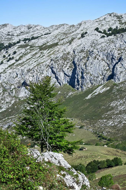 Vacaciones en Picos de Europa, Asturias, España
 - Foto, Imagen