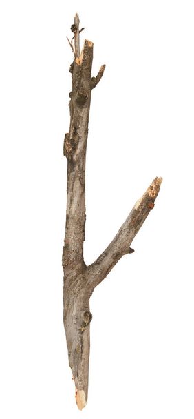 Strom se držet izolované na bílém pozadí - Fotografie, Obrázek