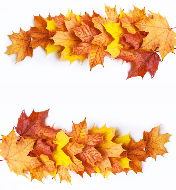 Bright autumn maple leaf on a white background. - Photo, Image
