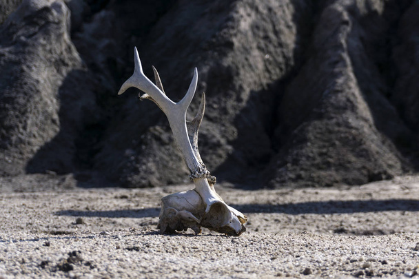フォア グラウンドで動物の頭蓋骨と水のない砂漠の表面  - 写真・画像