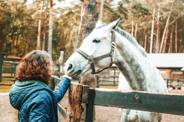 Beautiful young woman stroking the nose of a gray horse, love and care for animals - Foto, Imagen