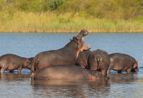 Бегемоты в дикой природе, ЮАР
 - Фото, изображение