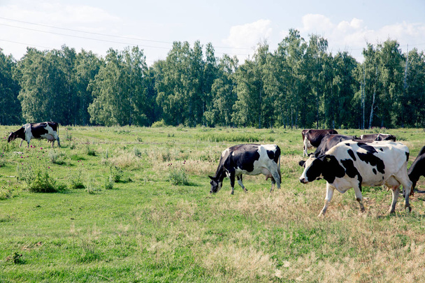 a Herd of cows at summer green field pasture - Foto, Bild