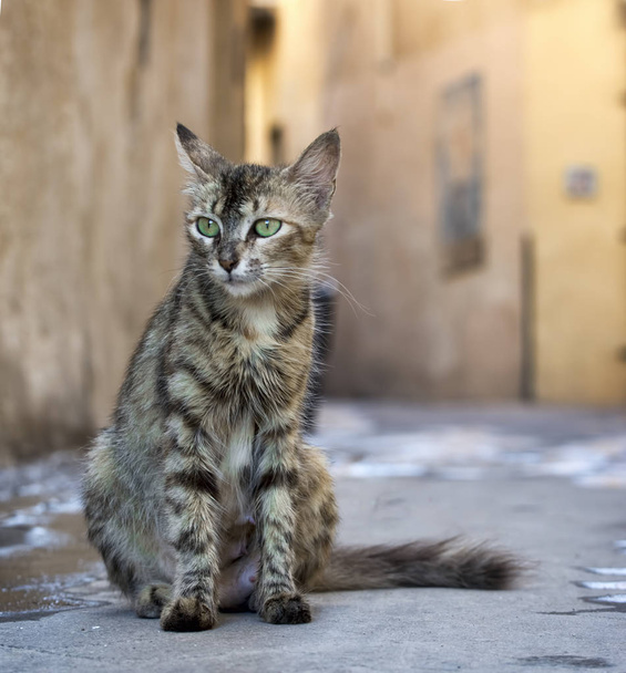 Raidallinen kissa kadulla
 - Valokuva, kuva