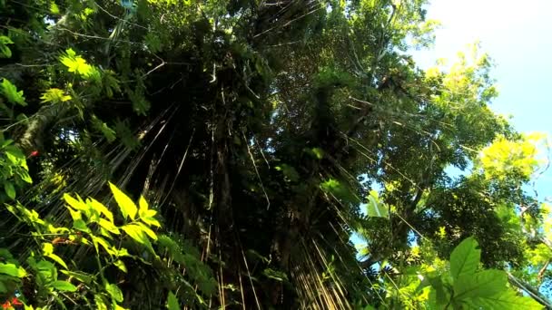 Yemyeşil tropikal yağmur ormanları bitki örtüsü - Video, Çekim