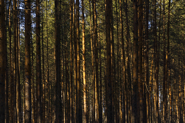 background - wall of sunlit golden pine trunks in the forest - Photo, image
