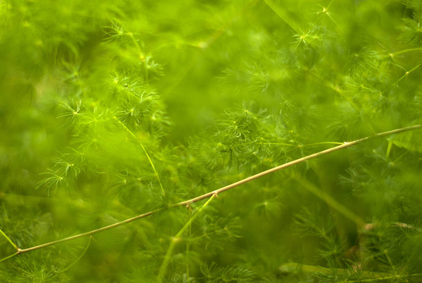 πράσινο φυτό θολή φόντο με λεπτά κλαδιά - Φωτογραφία, εικόνα