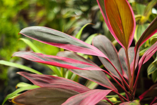 feuilles vert rouge Cordyline terminalis gros plan sur un fond de plante flou
 - Photo, image