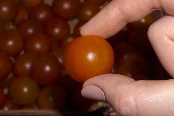 female fingers hold a small round cherry tomato closeup - Photo, Image
