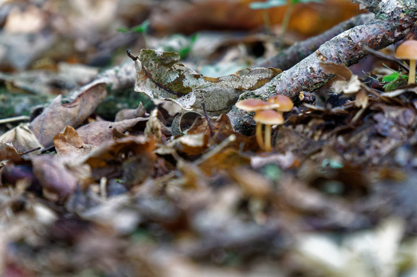 Paddestoel onder de herfst bladeren en oud verlaat in bos, herfst landschap. - Foto, afbeelding