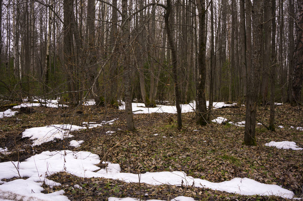 ранней весной в смешанном хвойном лесу без травы и листьев с пятнами тающего снега и обширными оттаявшими участками
 - Фото, изображение