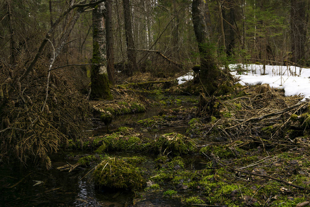 болотисті зарості змішаних хвойних лісів бореального клімату під час танення снігу на початку весни
 - Фото, зображення